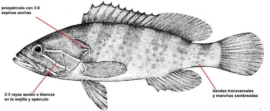 Epinephelus aeneus_01.jpg